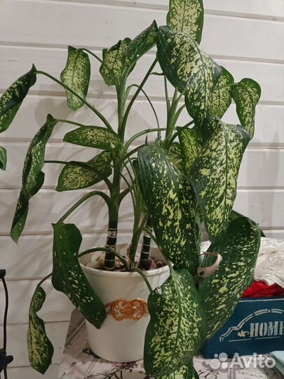 Диффенбахия