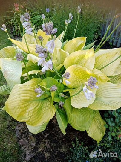 Хосты, папоротник