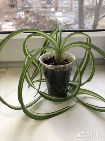 Хлорофитум кудрявый