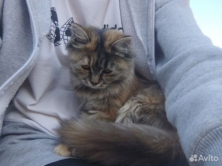 Кошка в дар