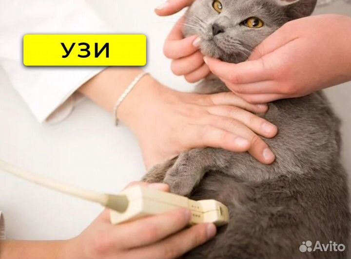 Ветеринарный врач на дом