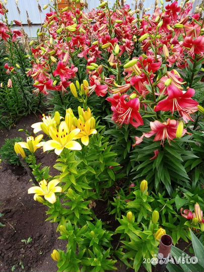 Цветы и саженцы