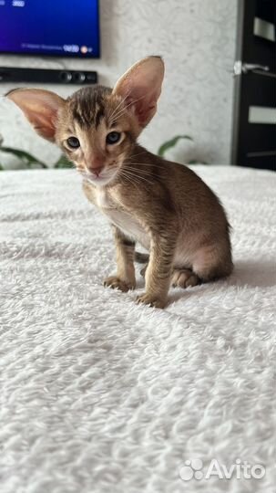 Ориентальные котята