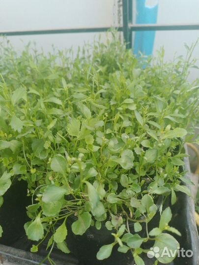 Рассада цветы и овощей