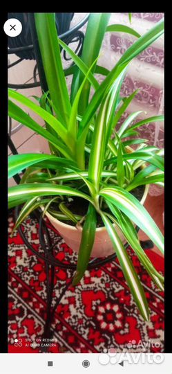 Спатифиллум