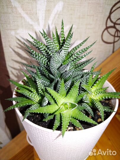 Хавортия сансевиерия щучий хвост