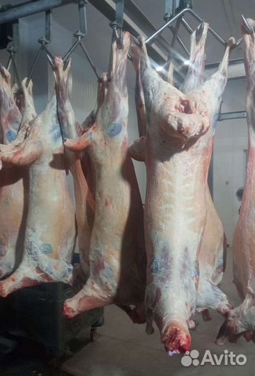 Забой, обвалка, рубка. быков-коров, свиней, овец