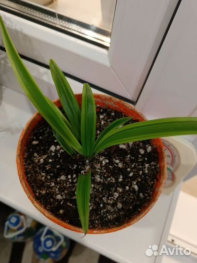 Хлорофитум