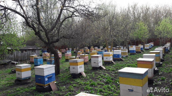 Пчелосемьи 40 шт