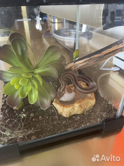 Узорчатый полоз