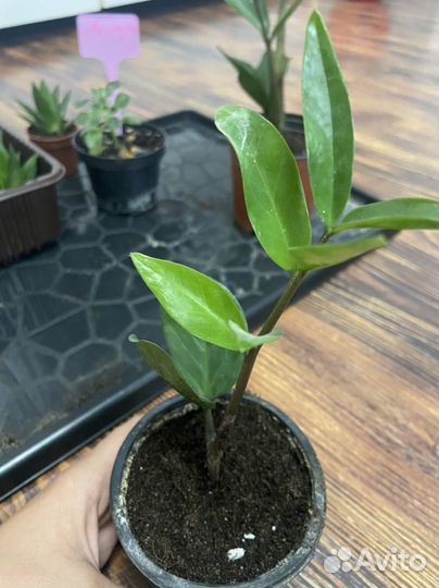 Замиокулькас