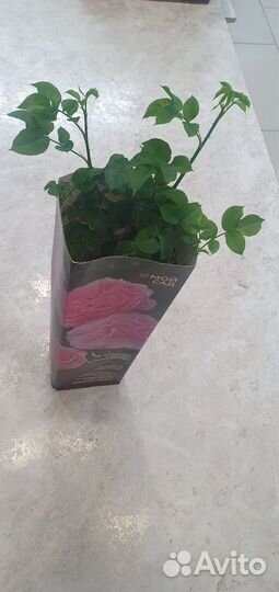 Парковая роза