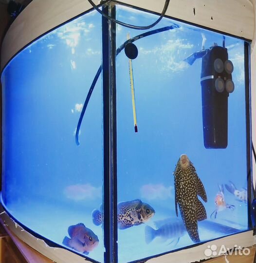 Рыба,аквариум все для аквариума