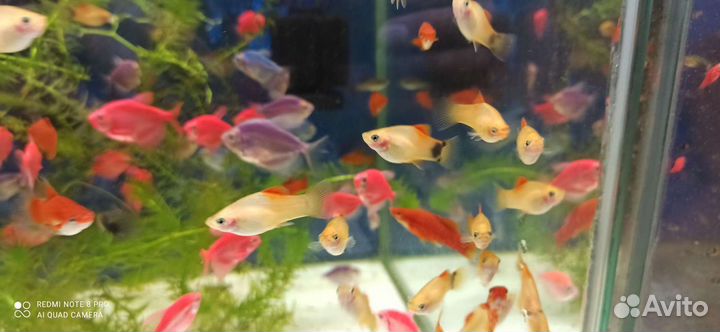 Рыбы аквариумные
