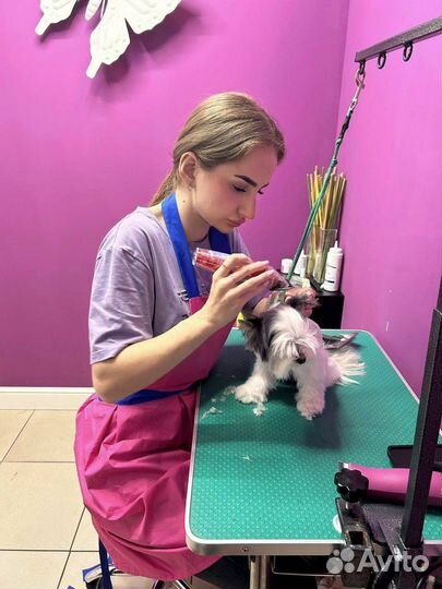 Стрижка собак и кошек