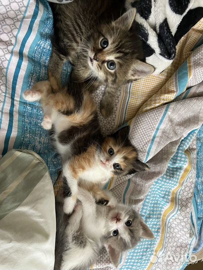 Котятки в добрые руки