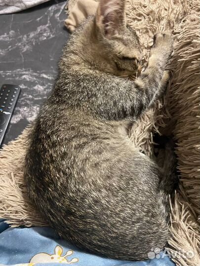 Котенок в добрые руки