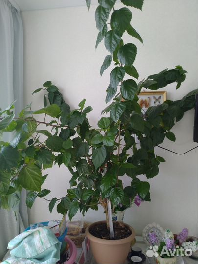 Гибискус