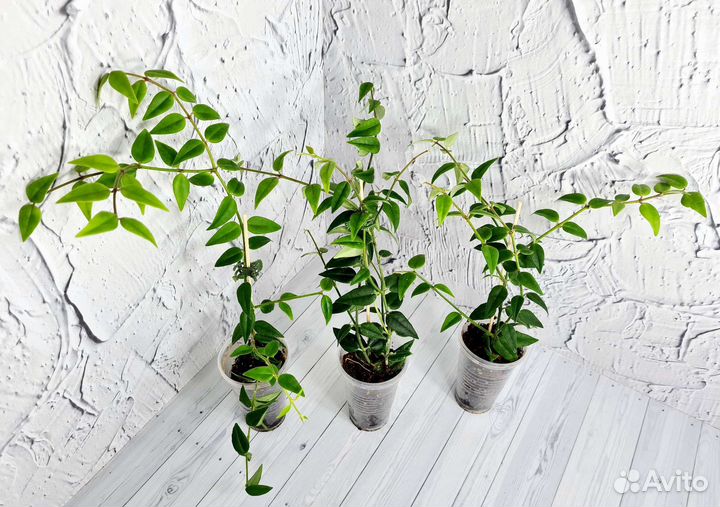 Хойя Bella, Tricolor(спорт) и Carnosa