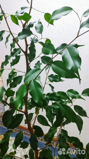 Цветок Фикус Бенджамина