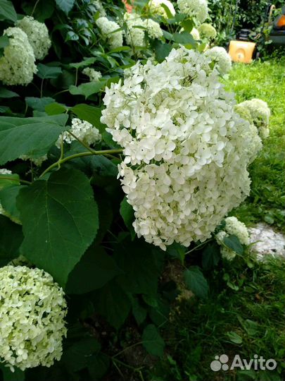 Гортензия