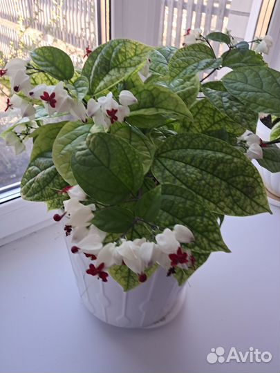 Клеродендрум