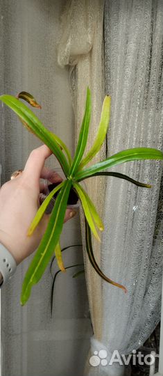 Растения разные