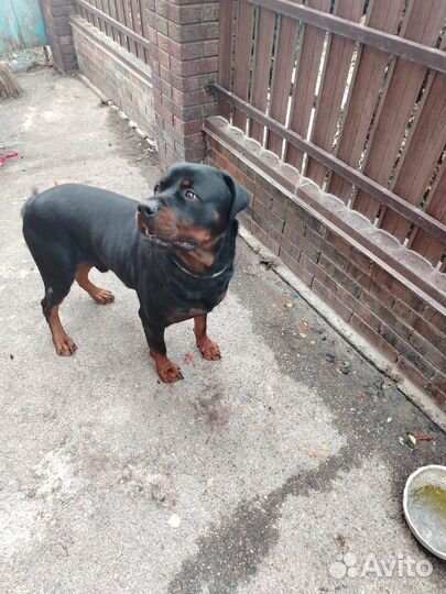 Парень для Встречи