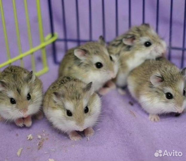 Хомячки бесплатно
