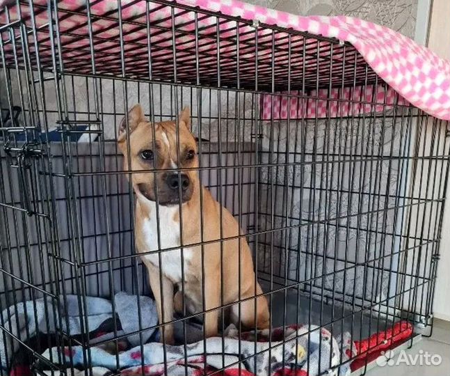 Клетка для кота, клетка для собаки