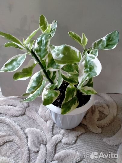 Вариегатный педилантус и пеперомия