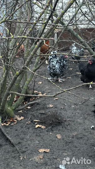 Куры петухи