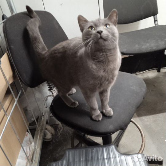 Кошка в беде