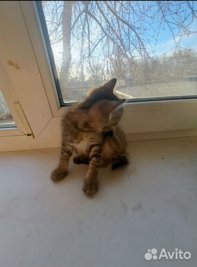 Девочка курильский бобтейл