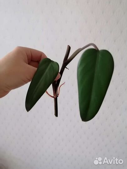 Филодендрон, Сансевиерия, сциндапсус