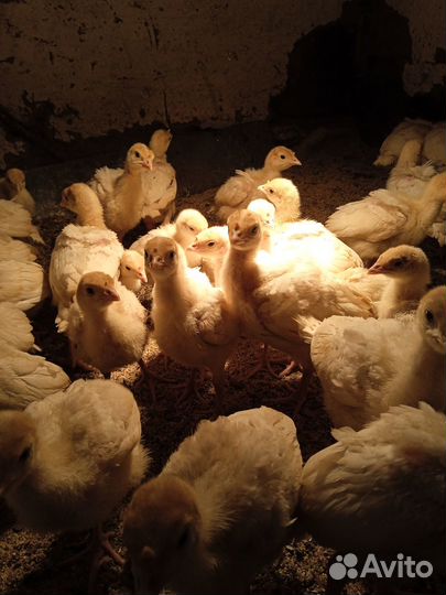 Индюшата, цыплята