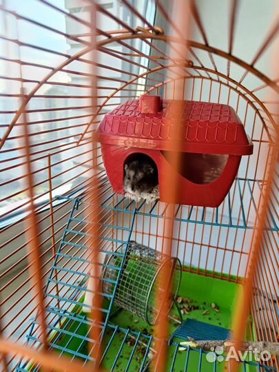 Джунгарский хомяк с клеткой