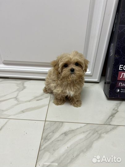 Мальтипу ф1 микро Корея мальчик карамель Baby Face