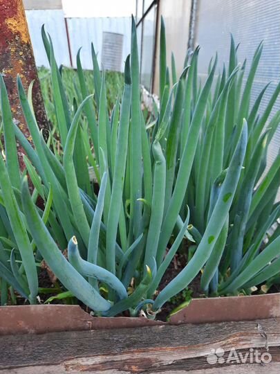 Органические удобрения