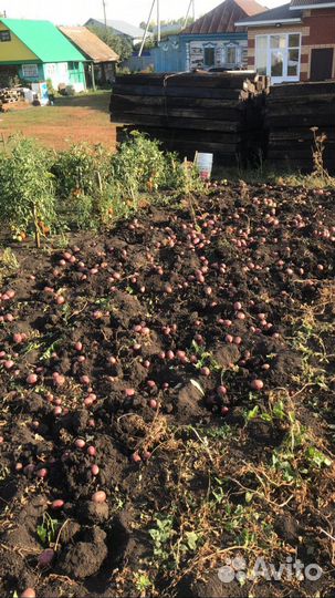 Семенной картофель