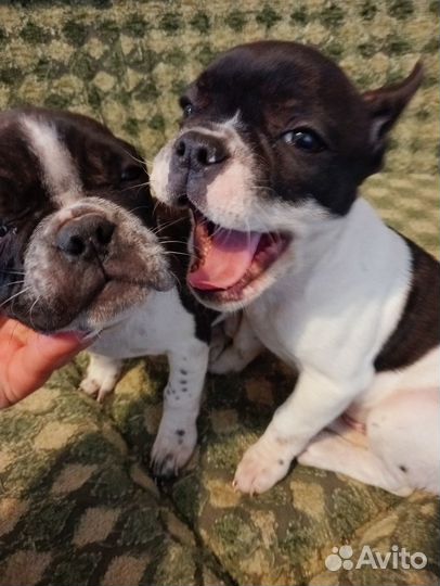 Французики щенки