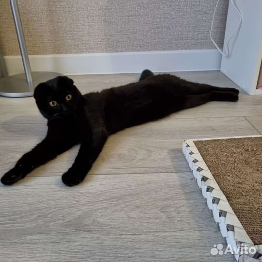 Передержка кошек, домашняя гостиница для котов