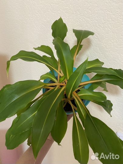 Хлорофитум Оранж. Кристаллинум. Аглаонемы