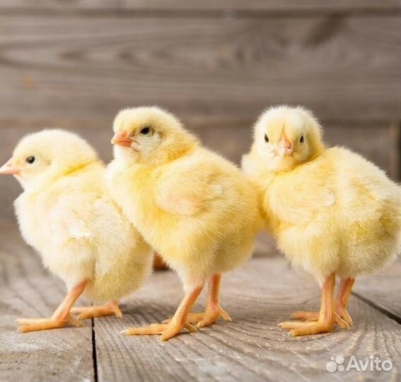 Цыплята бройлеры суточные
