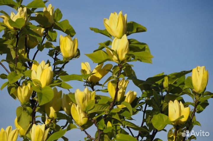 Магнолии Джени, Сьюзен, Элизабет