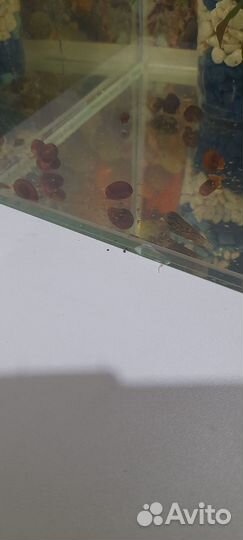 Улитки катушки и милании