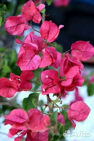 Бугенвиллия