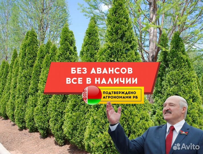 Туя вип Колумна