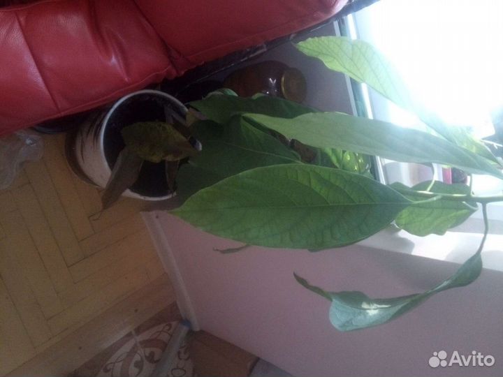 Саженцы авокадо