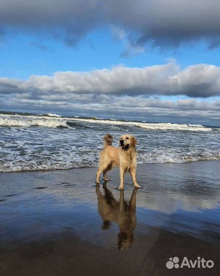 Вязка ретривер